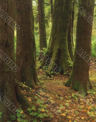 Hoh Rain Forest