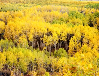 Kebler Pass Aspens