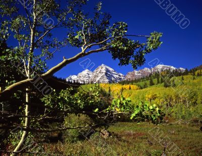 Maroon Bells &amp; Branch