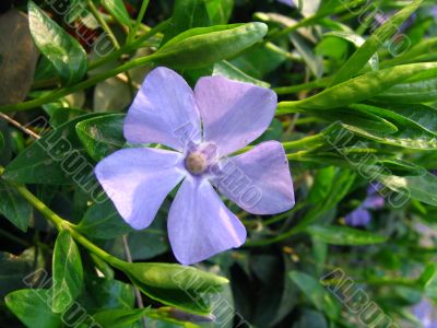 Violet flower