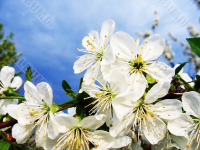 Cherry tree branch in bloom