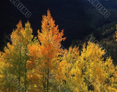 Orange Aspens (H)