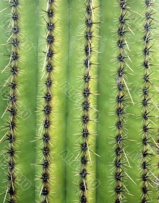 Saguaro Cactus Saguaro Cactus