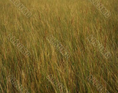  Tall Grass