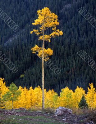 Tall Aspen