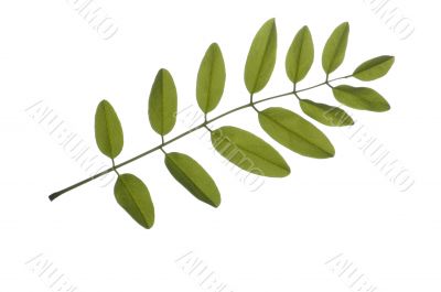 acacia leaf