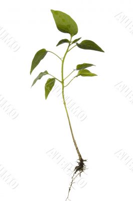 seedling pepper