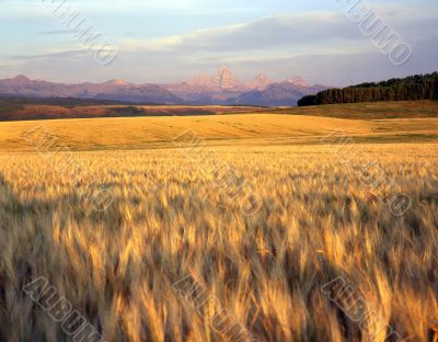 Wheat Field &amp;Teton Range