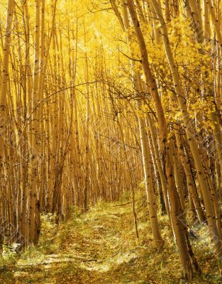 Yellow Forest Trail