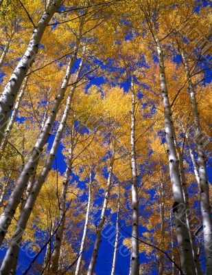 Yellow Leaves Blue Sky