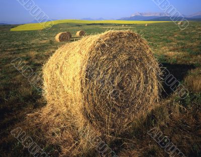 Hay Bale Cylindrical