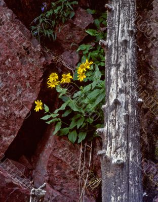 Wild Flowers &amp; Red Granite