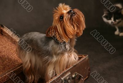 Yorkshire terrier