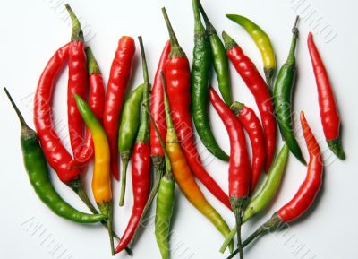 Hot chilli peppers