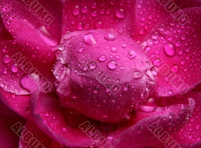 Peony in drops