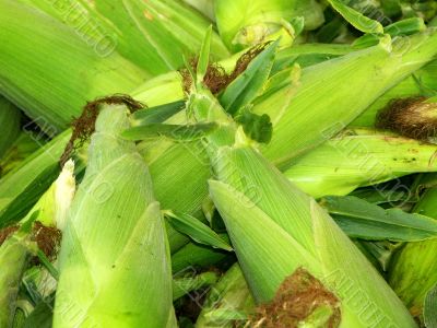 green corn