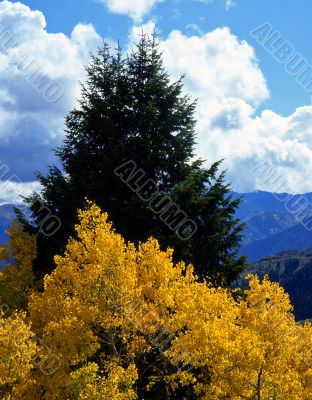 Alpine Loop Aspens