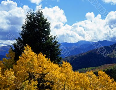  Alpine Loop Aspens