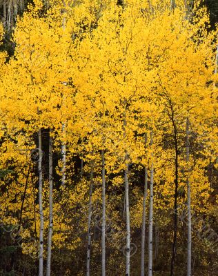 Uinta Forest Aspens