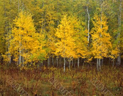 Uinta Forest Aspens