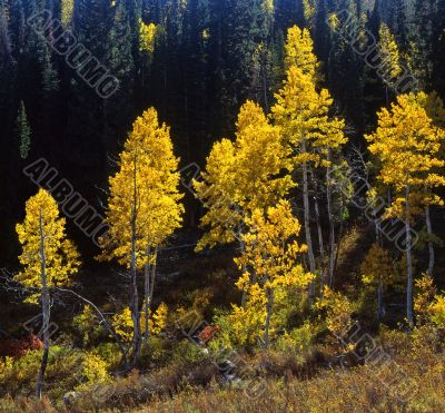 Uinta Forest Aspens