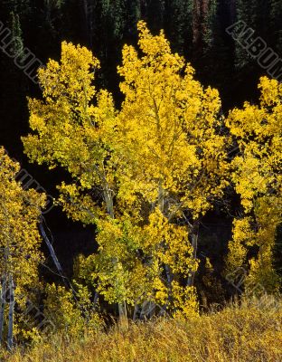 Uinta Forest Aspens