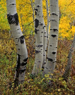 Uinta Forest Aspens