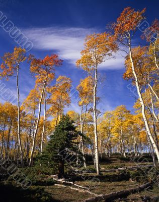 Ashley Forest Aspens