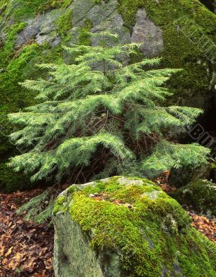 Small Tree & Moss Small Tree & Moss