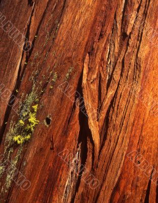 Redwood Tree Bark Redwood Tree Bark
