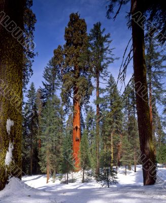 Sequoia Tree Sequoia Tree