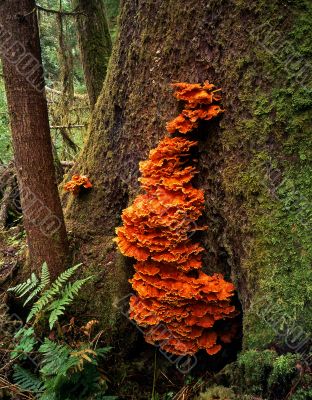 Orange Tree Fungus