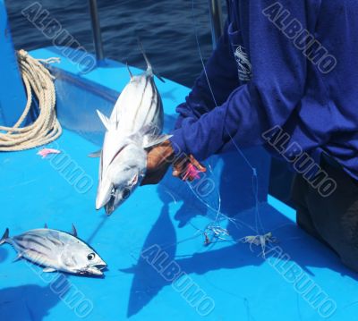 Catching fish Catching fish