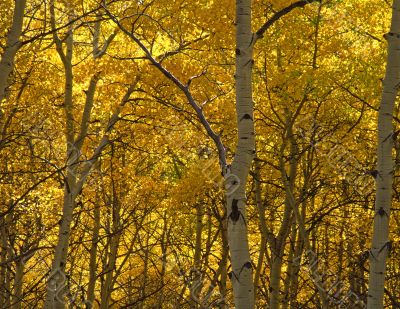 Yellow Trees