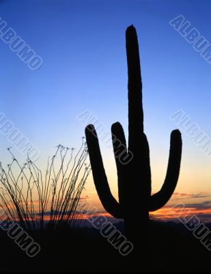 Saguaro Cactus Silhouette Saguaro Cactus Silhouette