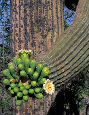 Saguaro Cactus Flower