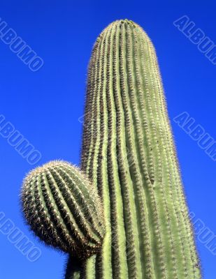 Saguaro Cactus Saguaro Cactus