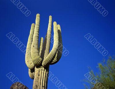 Saguaro Cactus Saguaro Cactus