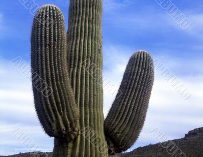 Saguaro Cactus Saguaro Cactus