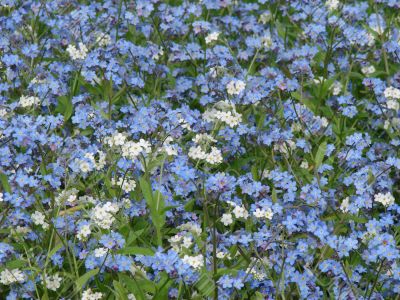 The bed of white blue flowers background