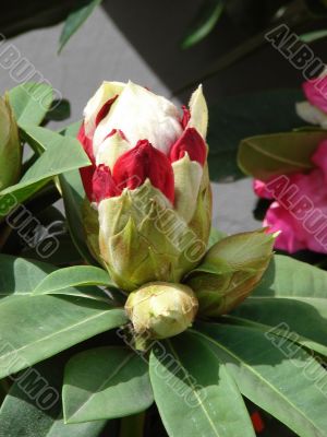 Bouquet of rosy pink spring flowers