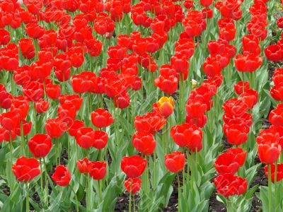 bed of scarlet red tulips 3