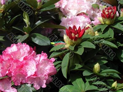 Bouquet of rosy pink spring flowers