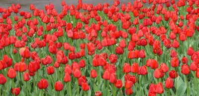 bed of scarlet red tulips
