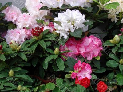 Bouquet of rosy pink spring flowers