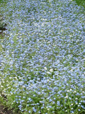 The bed of white blue flowers background
