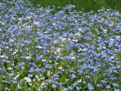 The bed of white blue flowers background