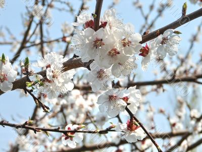 Spring blossom of apricote tree