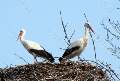 storks couple in nest on blue sky background