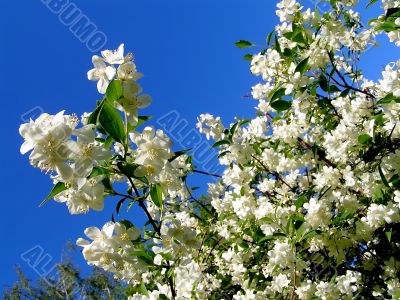 Summer day. A blossoming branch of a jasmin.